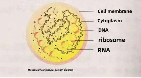 neumonía por micoplasma