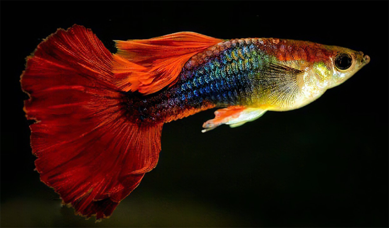 Popularización de la ciencia4