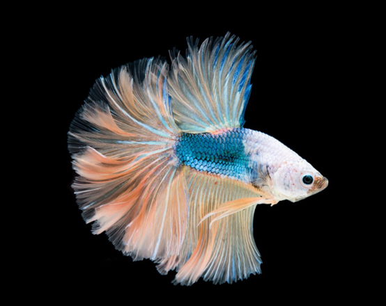 Cómo elegir la lámpara germicida UV adecuada para pecera y método de instalación