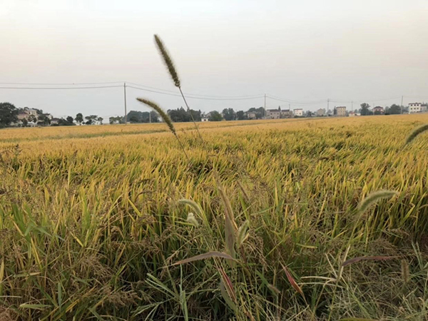 Cómo prevenir enfermedades infecciosas comunes en otoño e invierno